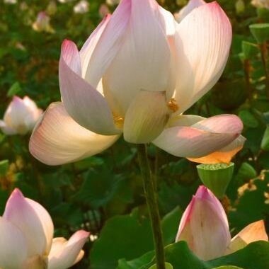 Ancienadventurescambodia888