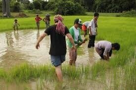 Rice&#x20;Field&#x20;Visit&#x20;Angkor