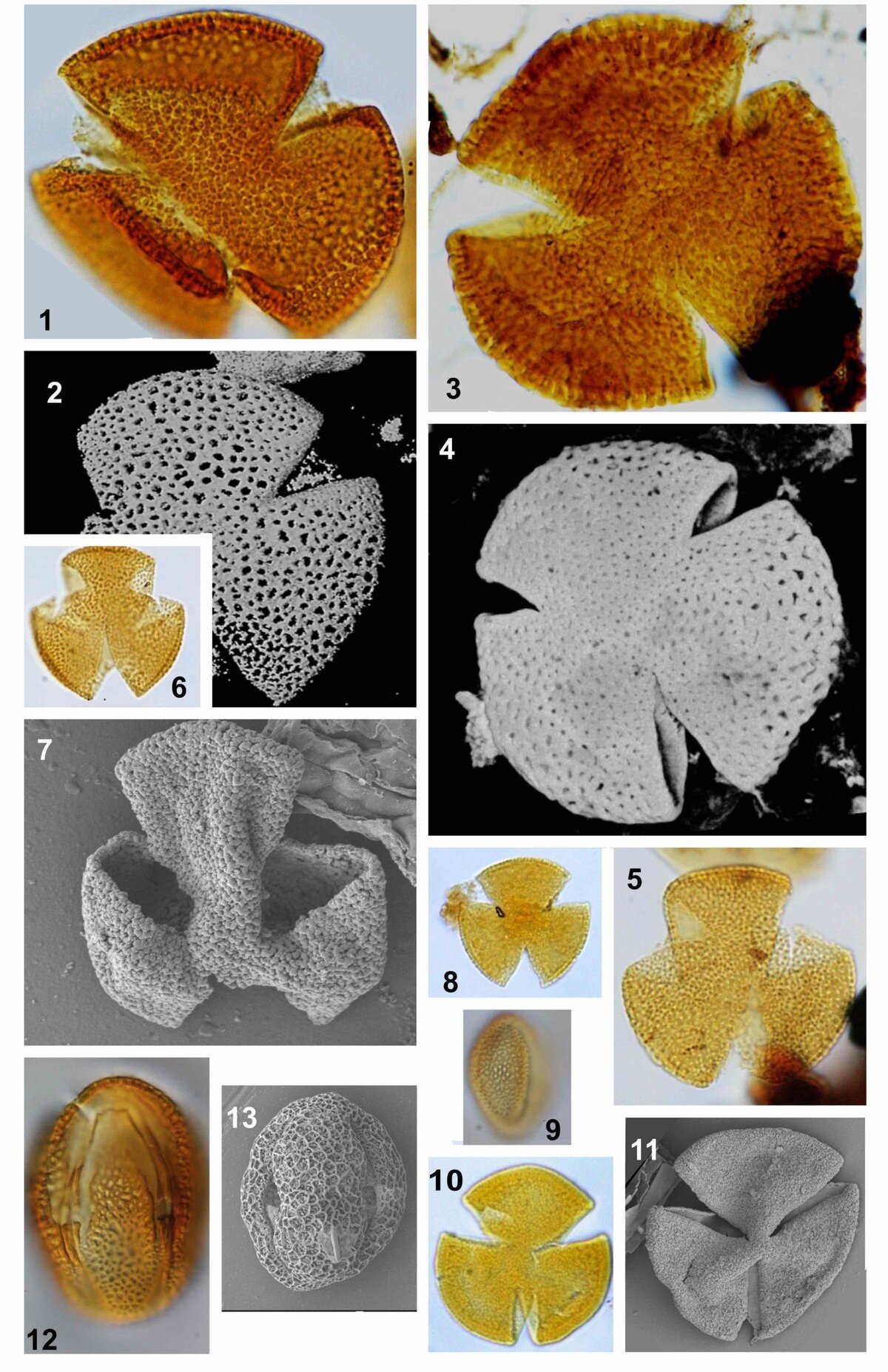 Pollen&#x20;Fossils&#x20;Scaled